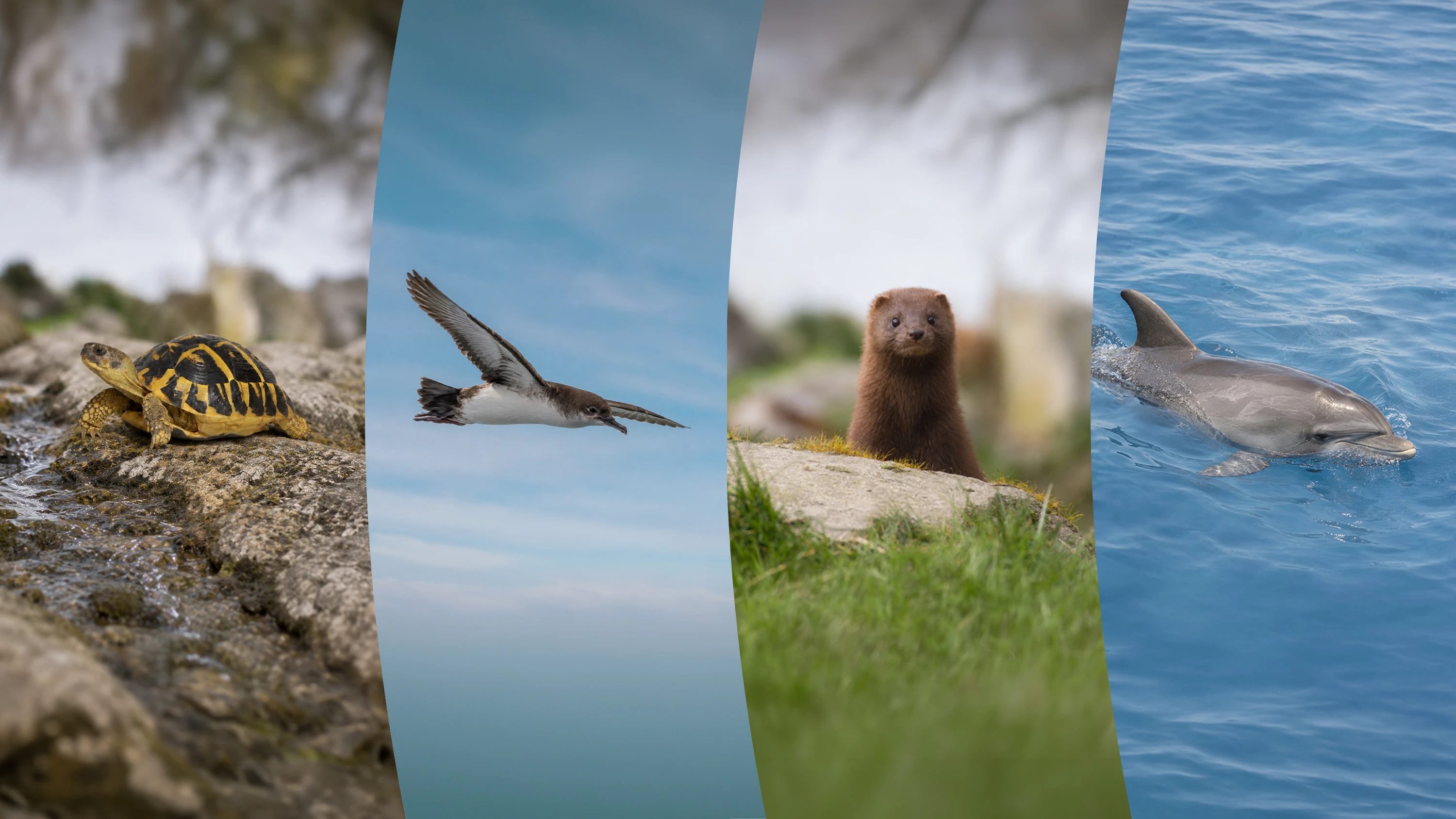II convocatoria de ayudas a proyectos de biodiversidad de Fundación Endesa